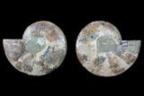 Cut & Polished Ammonite Fossil - Agatized #88165-1